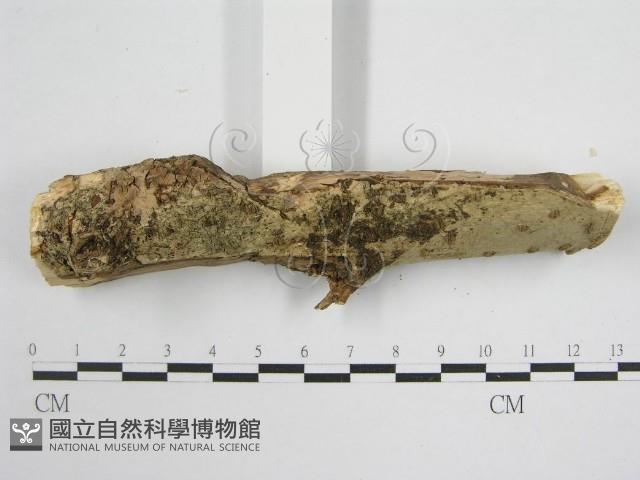 登錄號:F0010492藏品圖，第4張