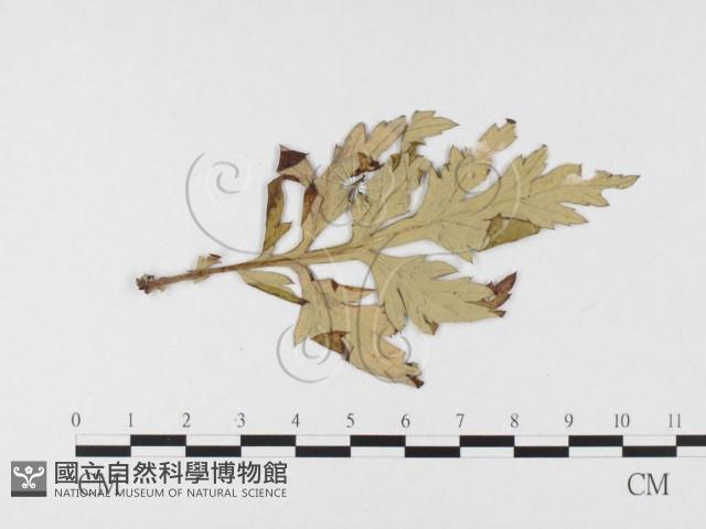 登錄號:F0026492藏品圖，第4張