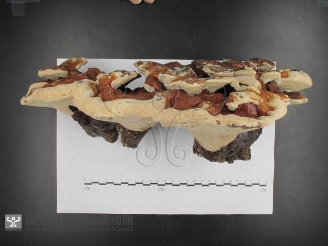 登錄號:F0015492藏品圖，第4張