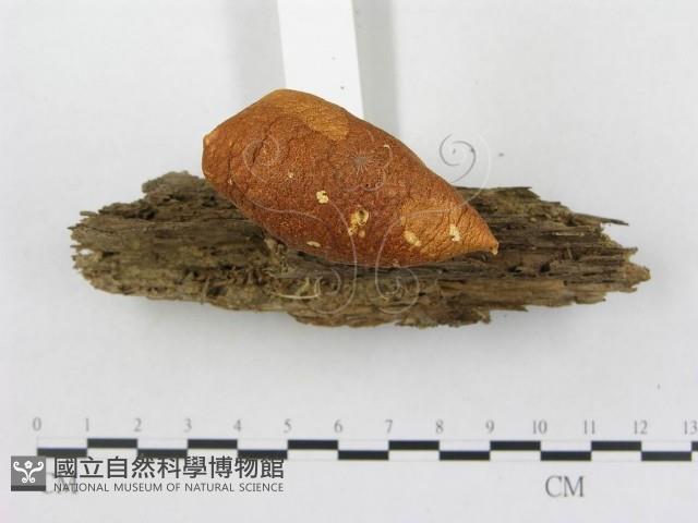 登錄號:F0003492藏品圖，第4張