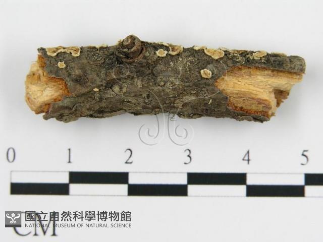 盤革菌屬藏品圖，第4張
