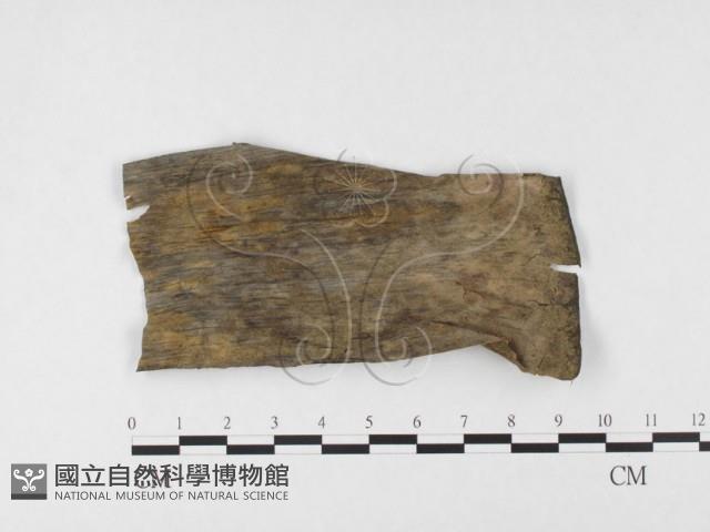 登錄號:F0026792藏品圖，第4張