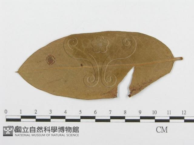 登錄號:F0011792藏品圖，第4張