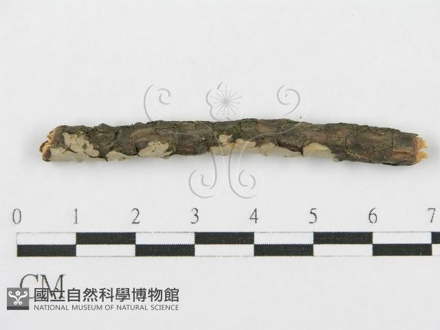 登錄號:F0017792藏品圖，第4張