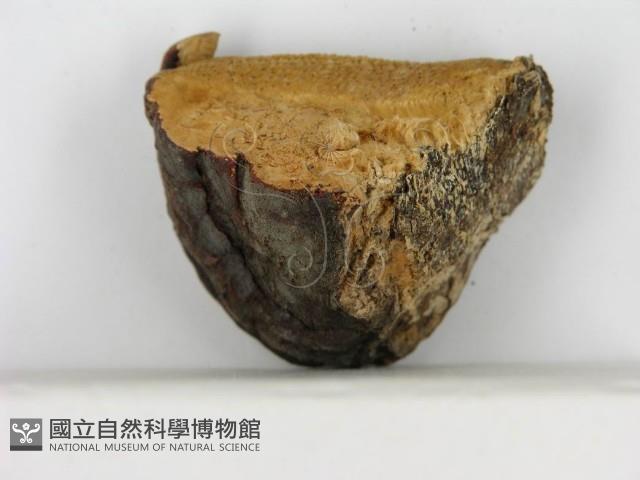 松生擬層孔菌藏品圖，第4張