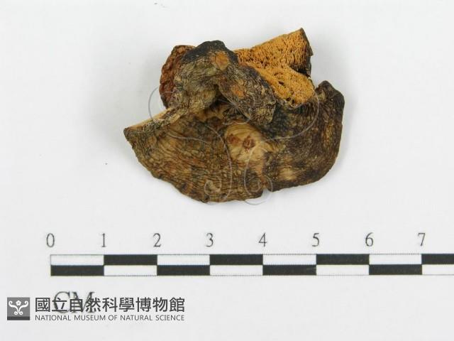 登錄號:F0015792藏品圖，第4張