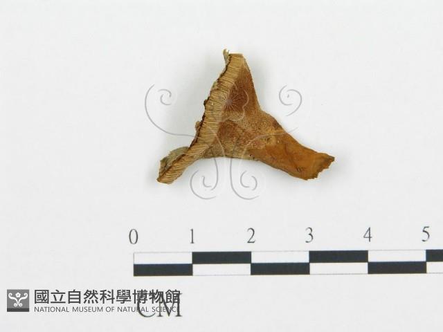 登錄號:F0019792藏品圖，第4張