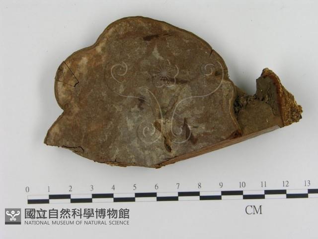 登錄號:F0010592藏品圖，第4張