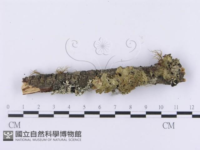 登錄號:F0001192藏品圖，第4張