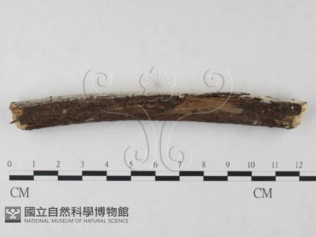 絲齒菌屬藏品圖，第4張
