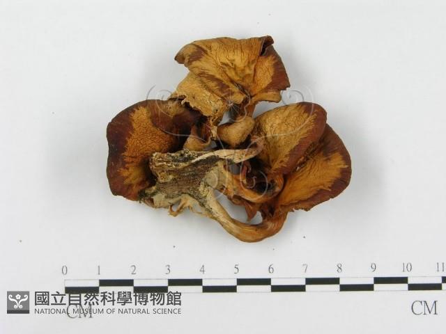 登錄號:F0008092藏品圖，第4張