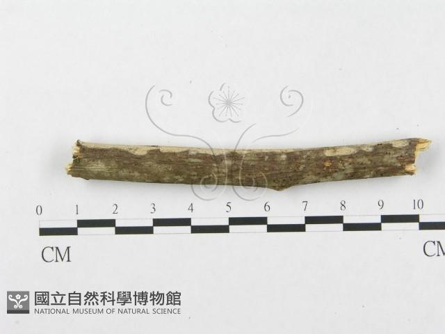 銳岩菌屬藏品圖，第4張