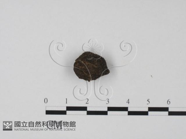 登錄號:F0010392藏品圖，第4張