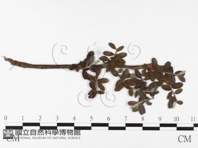 登錄號:F0026392藏品圖，第4張