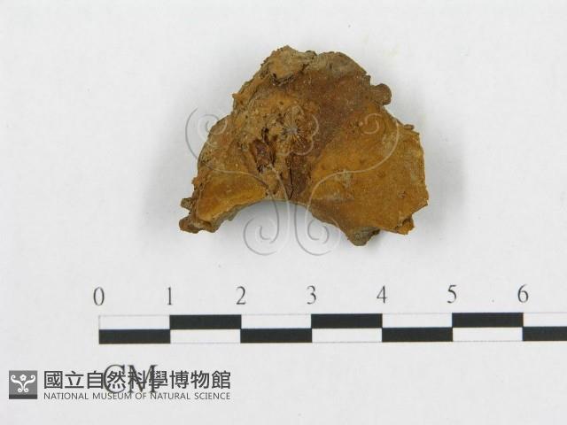 登錄號:F0011392藏品圖，第4張