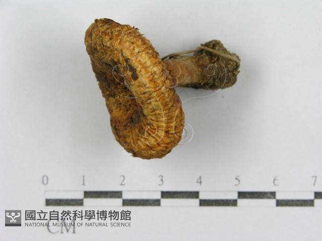 紅菇屬藏品圖，第4張
