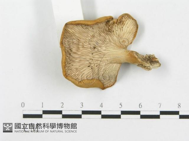 登錄號:F0020282藏品圖，第4張
