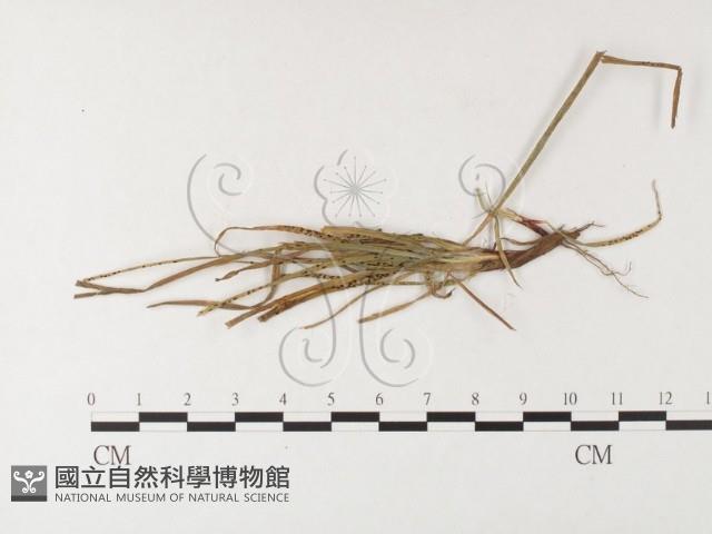 登錄號:F0026282藏品圖，第4張