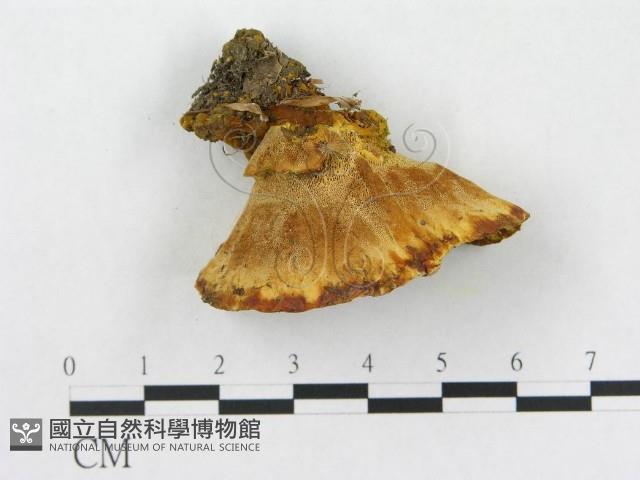 登錄號:F0006282藏品圖，第4張