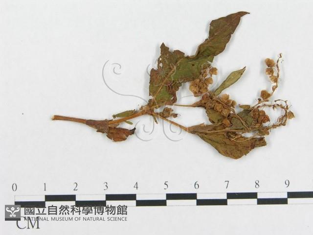 登錄號:F0019282藏品圖，第4張