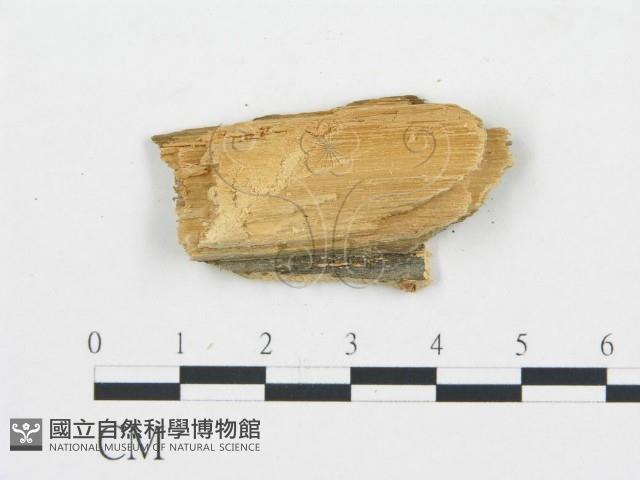 登錄號:F0017882藏品圖，第4張