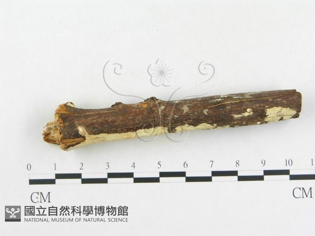 革墊菌屬藏品圖，第4張