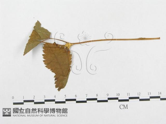 登錄號:F0018982藏品圖，第4張