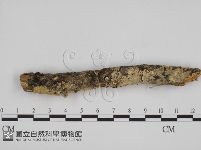 登錄號:F0000982藏品圖，第4張