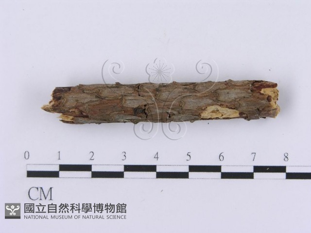 登錄號:F0002982藏品圖，第4張