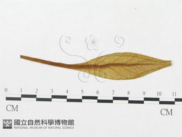 登錄號:F0011682藏品圖，第4張