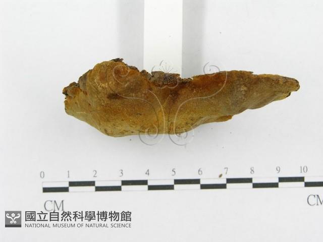 木層孔菌屬藏品圖，第4張