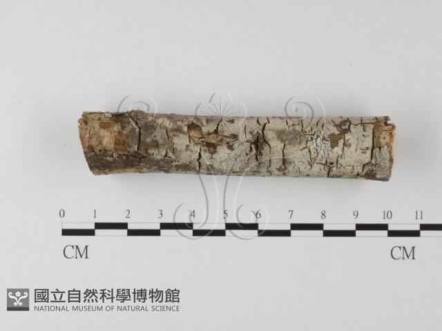 登錄號:F0013682藏品圖，第4張