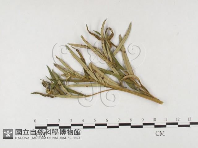 登錄號:F0026482藏品圖，第4張