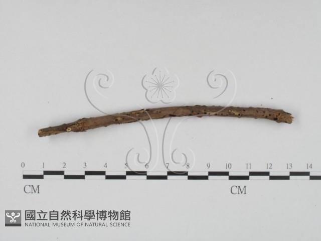 登錄號:F0011482藏品圖，第4張
