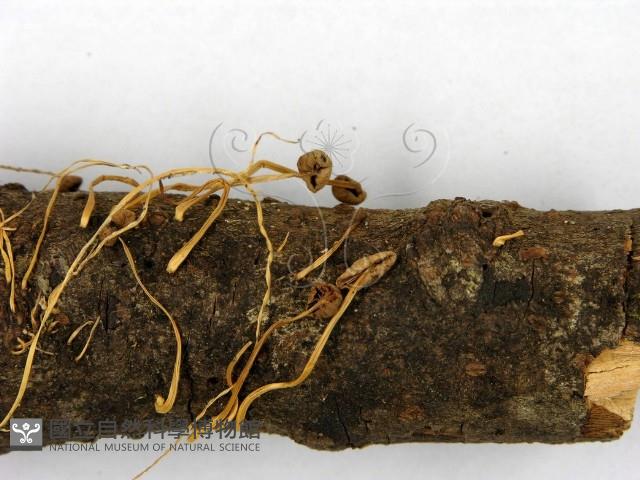 登錄號:F0007482藏品圖，第4張