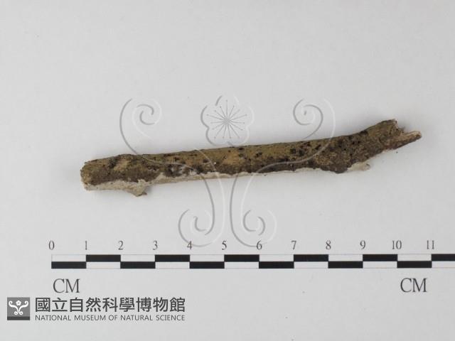 登錄號:F0025482藏品圖，第4張