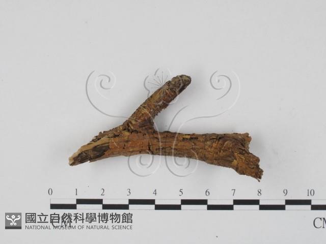 登錄號:F0013482藏品圖，第4張