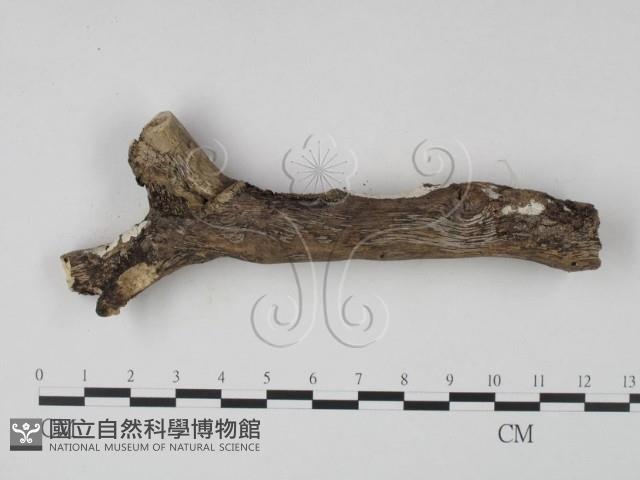 登錄號:F0008782藏品圖，第4張