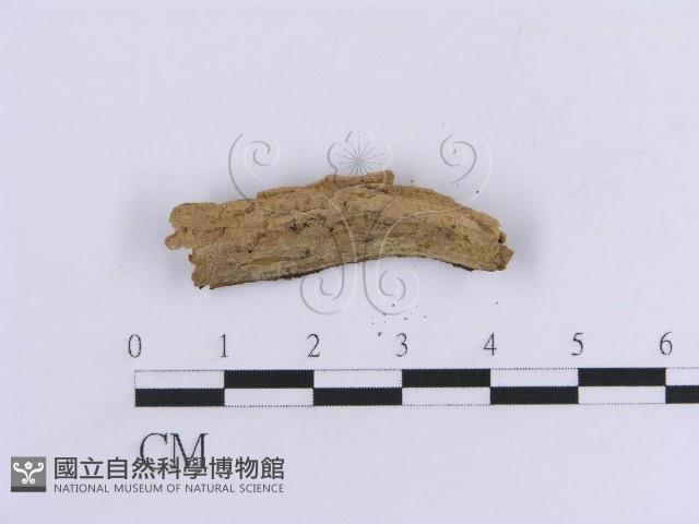 登錄號:F0017782藏品圖，第4張