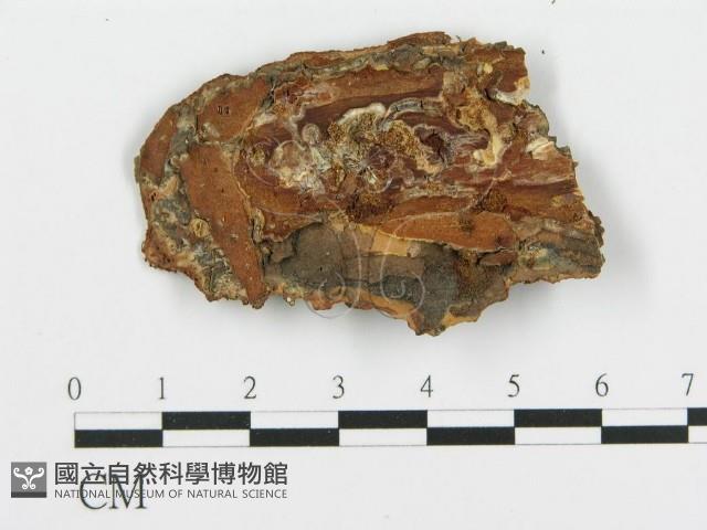 登錄號:F0019782藏品圖，第4張