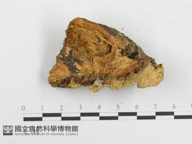 登錄號:F0010582藏品圖，第4張