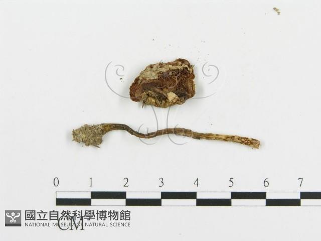 登錄號:F0014582藏品圖，第4張