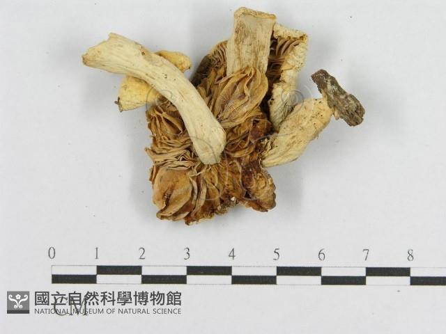 登錄號:F0007582藏品圖，第4張