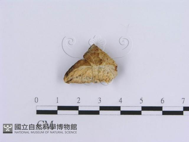 登錄號:F0017582藏品圖，第5張
