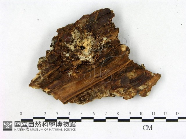 登錄號:F0009582藏品圖，第4張