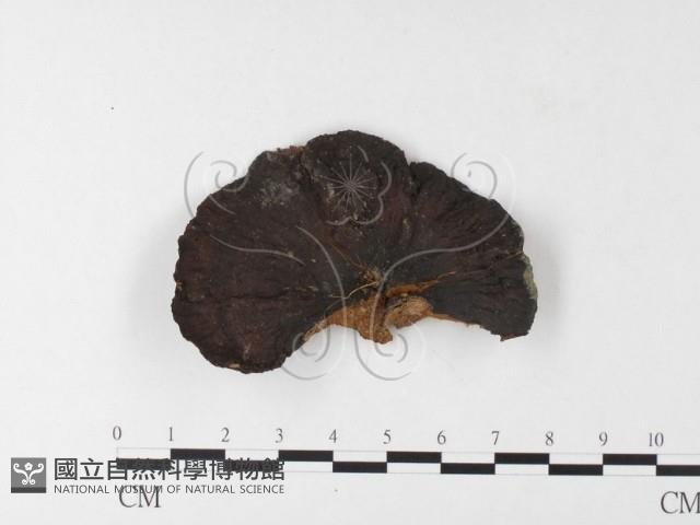 登錄號:F0026182藏品圖，第4張