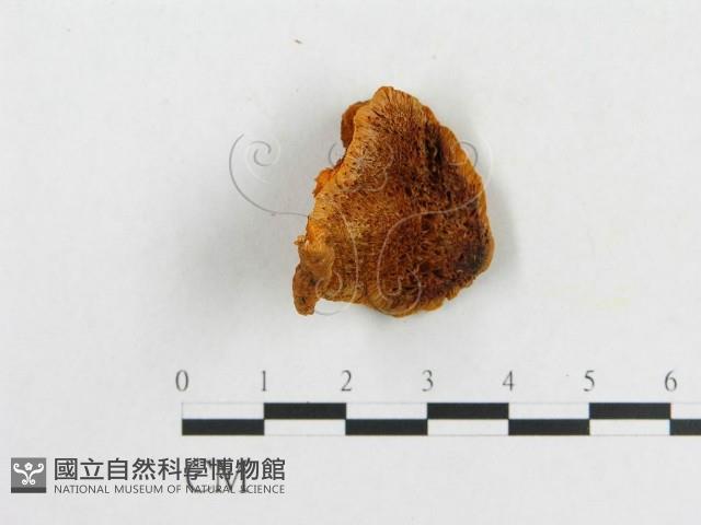 登錄號:F0007082藏品圖，第4張