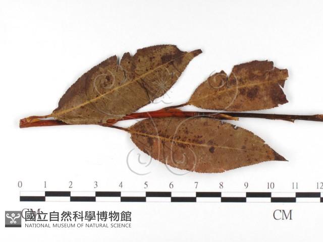 登錄號:F0026382藏品圖，第4張