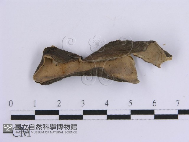 韌革菌屬藏品圖，第4張