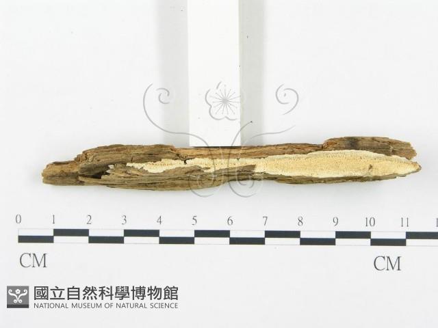登錄號:F0017382藏品圖，第4張
